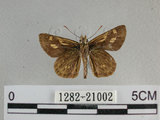 中文名:狹翅黃星弄蝶(1282-21002)學名:Ampittia virgata myakei Matsumura, 1909(1282-21002)