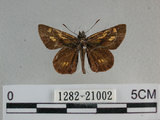 中文名:狹翅黃星弄蝶(1282-21002)學名:Ampittia virgata myakei Matsumura, 1909(1282-21002)