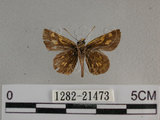 中文名:狹翅黃星弄蝶(1282-21473)學名:Ampittia virgata myakei Matsumura, 1909(1282-21473)