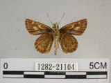 中文名:狹翅黃星弄蝶(1282-21104)學名:Ampittia virgata myakei Matsumura, 1909(1282-21104)