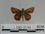 中文名:狹翅黃星弄蝶(1282-21104)學名:Ampittia virgata myakei Matsumura, 1909(1282-21104)