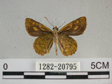 中文名:狹翅黃星弄蝶(1282-20795)學名:Ampittia virgata myakei Matsumura, 1909(1282-20795)