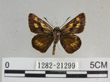 中文名:狹翅黃星弄蝶(1282-21299)學名:Ampittia virgata myakei Matsumura, 1909(1282-21299)