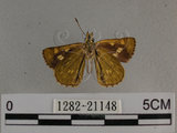 中文名:狹翅黃星弄蝶(1282-21148)學名:Ampittia virgata myakei Matsumura, 1909(1282-21148)