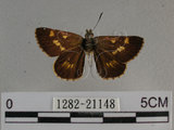 中文名:狹翅黃星弄蝶(1282-21148)學名:Ampittia virgata myakei Matsumura, 1909(1282-21148)