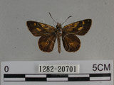 中文名:狹翅黃星弄蝶(1282-20701)學名:Ampittia virgata myakei Matsumura, 1909(1282-20701)