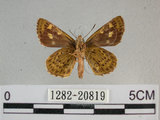 中文名:狹翅黃星弄蝶(1282-20819)學名:Ampittia virgata myakei Matsumura, 1909(1282-20819)