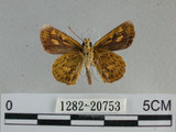 中文名:狹翅黃星弄蝶(1282-20753)學名:Ampittia virgata myakei Matsumura, 1909(1282-20753)