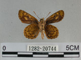 中文名:狹翅黃星弄蝶(1282-20744)學名:Ampittia virgata myakei Matsumura, 1909(1282-20744)