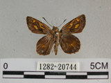 中文名:狹翅黃星弄蝶(1282-20744)學名:Ampittia virgata myakei Matsumura, 1909(1282-20744)