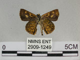 中文名:狹翅黃星弄蝶(2909-1249)學名:Ampittia virgata myakei Matsumura, 1909(2909-1249)