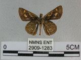 中文名:狹翅黃星弄蝶(2909-1283)學名:Ampittia virgata myakei Matsumura, 1909(2909-1283)