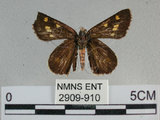 中文名:狹翅黃星弄蝶(2909-910)學名:Ampittia virgata myakei Matsumura, 1909(2909-910)