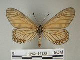 中文名:細蝶(1282-16788)學名:Acraea issoria formosana (Fruhstorfer, 1914) (1282-16788)