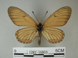 中文名:細蝶(1282-16903)學名:Acraea issoria formosana (Fruhstorfer, 1914)(1282-16903)