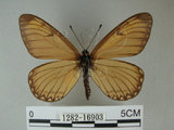 中文名:細蝶(1282-16903)學名:Acraea issoria formosana (Fruhstorfer, 1914)(1282-16903)