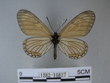 中文名:細蝶(1282-16827)學名:Acraea issoria formosana (Fruhstorfer, 1914)(1282-16827)
