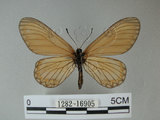 中文名:細蝶(1282-16905)學名:Acraea issoria formosana (Fruhstorfer, 1914)(1282-16905)