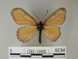 中文名:細蝶(1282-16905)學名:Acraea issoria formosana (Fruhstorfer, 1914)(1282-16905)