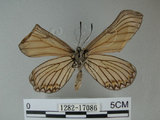 中文名:細蝶(1282-17086)學名:Acraea issoria formosana (Fruhstorfer, 1914)(1282-17086)