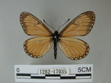 中文名:細蝶(1282-17035)學名:Acraea issoria formosana (Fruhstorfer, 1914)(1282-17035)