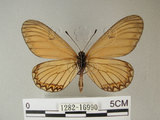 中文名:細蝶(1282-16990)學名:Acraea issoria formosana (Fruhstorfer, 1914)(1282-16990)