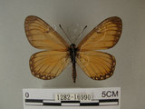 中文名:細蝶(1282-16990)學名:Acraea issoria formosana (Fruhstorfer, 1914)(1282-16990)