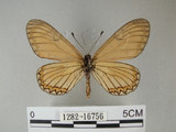 中文名:細蝶(1282-16756)學名:Acraea issoria formosana (Fruhstorfer, 1914)(1282-16756)