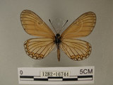 中文名:細蝶(1282-16744)學名:Acraea issoria formosana (Fruhstorfer, 1914)(1282-16744)