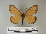 中文名:細蝶(1282-16744)學名:Acraea issoria formosana (Fruhstorfer, 1914)(1282-16744)