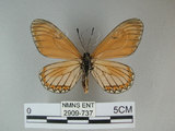 中文名:細蝶(2909-737)學名:Acraea issoria formosana (Fruhstorfer, 1914)(2909-737)