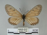 中文名:細蝶(3253-710)學名:Acraea issoria formosana (Fruhstorfer, 1914)(3253-710)