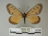 中文名:細蝶(3253-710)學名:Acraea issoria formosana (Fruhstorfer, 1914)(3253-710)