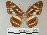 中文名:台灣星三線蝶(1282-18359)學名:Limenitis sulpitia tricula (Fruhstorfer, 1908)(1282-18359)