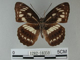 中文名:台灣星三線蝶(1282-18359)學名:Limenitis sulpitia tricula (Fruhstorfer, 1908)(1282-18359)