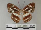中文名:台灣星三線蝶(1282-18280)學名:Limenitis sulpitia tricula (Fruhstorfer, 1908)(1282-18280)