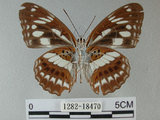 中文名:台灣星三線蝶(1282-18470)學名:Limenitis sulpitia tricula (Fruhstorfer, 1908)(1282-18470)