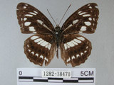 中文名:台灣星三線蝶(1282-18470)學名:Limenitis sulpitia tricula (Fruhstorfer, 1908)(1282-18470)