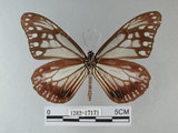 中文名:青斑蝶(大絹斑蝶) (1282-17171)學名:Parantica sita niphonica (Moore, 1883) (1282-17171)