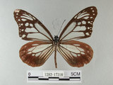 中文名:青斑蝶(大絹斑蝶)(1282-17310)學名:Parantica sita niphonica (Moore, 1883)(1282-17310)