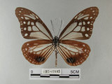 中文名:青斑蝶(大絹斑蝶)(1282-17588)學名:Parantica sita niphonica (Moore, 1883)(1282-17588)