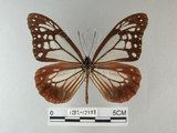 中文名:青斑蝶(大絹斑蝶)(1282-17588)學名:Parantica sita niphonica (Moore, 1883)(1282-17588)