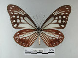 中文名:青斑蝶(大絹斑蝶)(1282-18632)學名:Parantica sita niphonica (Moore, 1883)(1282-18632)
