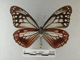 中文名:青斑蝶(大絹斑蝶)(1282-18666)學名:Parantica sita niphonica (Moore, 1883)(1282-18666)
