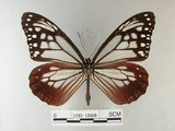 中文名:青斑蝶(大絹斑蝶)(1282-18666)學名:Parantica sita niphonica (Moore, 1883)(1282-18666)