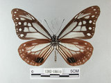 中文名:青斑蝶(大絹斑蝶)(1282-18610)學名:Parantica sita niphonica (Moore, 1883)(1282-18610)