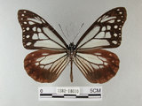 中文名:青斑蝶(大絹斑蝶)(1282-18610)學名:Parantica sita niphonica (Moore, 1883)(1282-18610)