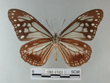 中文名:青斑蝶(大絹斑蝶)(1282-17451)學名:Parantica sita niphonica (Moore, 1883)(1282-17451)