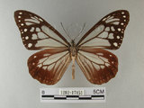 中文名:青斑蝶(大絹斑蝶)(1282-17451)學名:Parantica sita niphonica (Moore, 1883)(1282-17451)