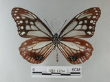 中文名:青斑蝶(大絹斑蝶)(1282-17264)學名:Parantica sita niphonica (Moore, 1883)(1282-17264)